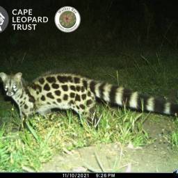 Large-spotted genet